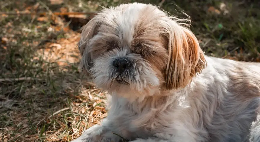 Słodki shih tzu leży na trawie, jego puszysta sierść i łagodny wyraz pyska sugerują idealną wagę dla tej rasy.