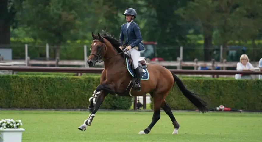 Cavalier et cheval brun en plein saut, con quidam rb.