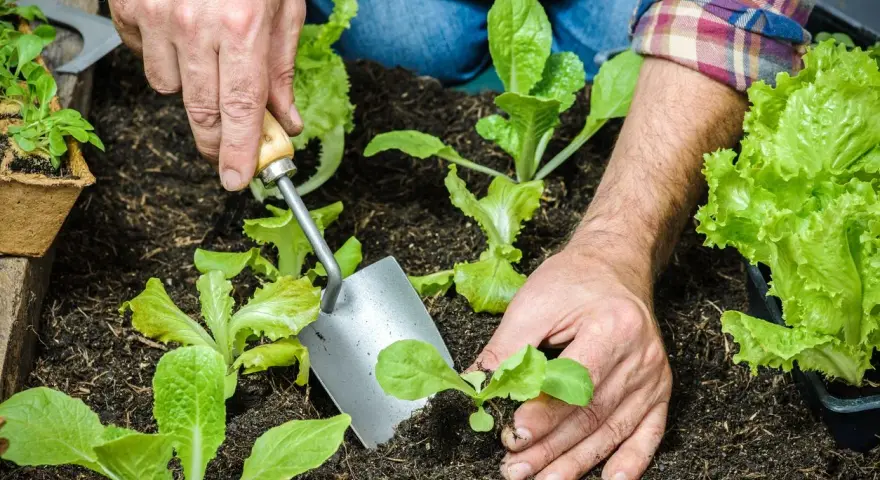 Hands planting young romaine lettuce seedlings in dark soil. This is the perfect time to plant romaine lettuce for a fresh harvest.