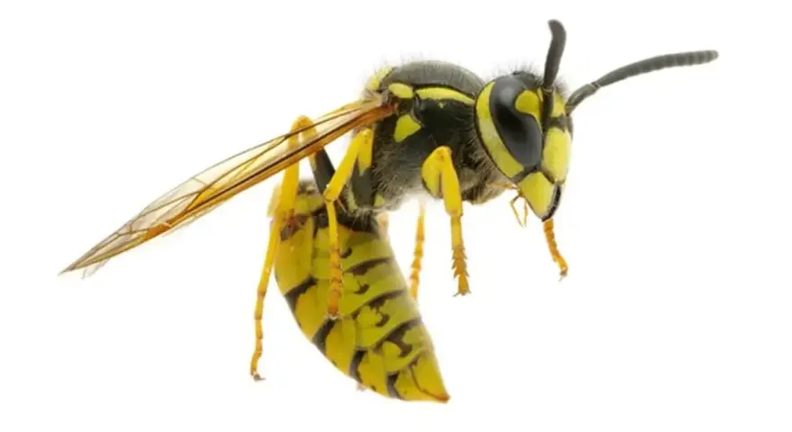 Una avispa chaqueta amarilla, con sus alas transparentes y cuerpo a rayas, se cierne en el aire.