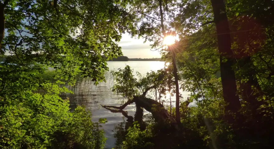 Sonnenstrahlen brechen durch das Blätterdach und beleuchten das ruhige Jezioro Mamry. Ein umgestürzter Baum ragt ins Wasser.