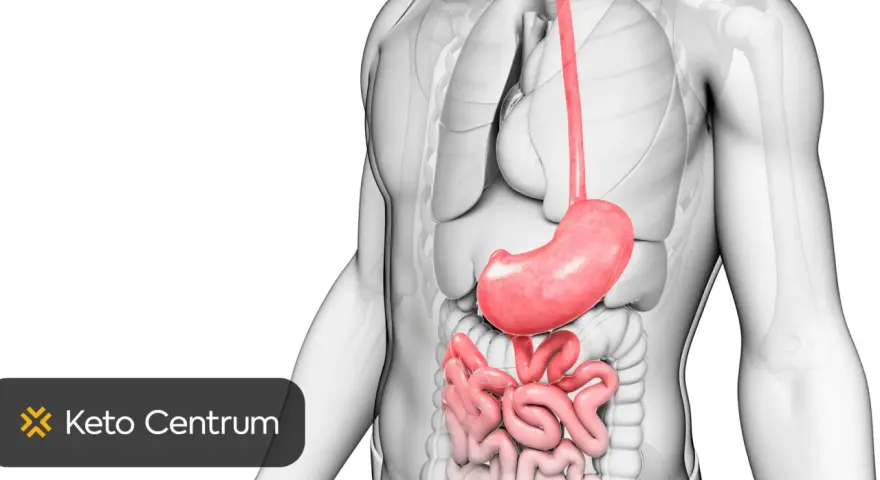 Anatomia układu pokarmowego. Szukaj przepisów na dietę przy chorym woreczku żółciowym w Keto Centrum.