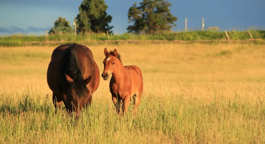 Une jument brune et son poulain roux profitent de la chaleur estivale dans un pré doré.