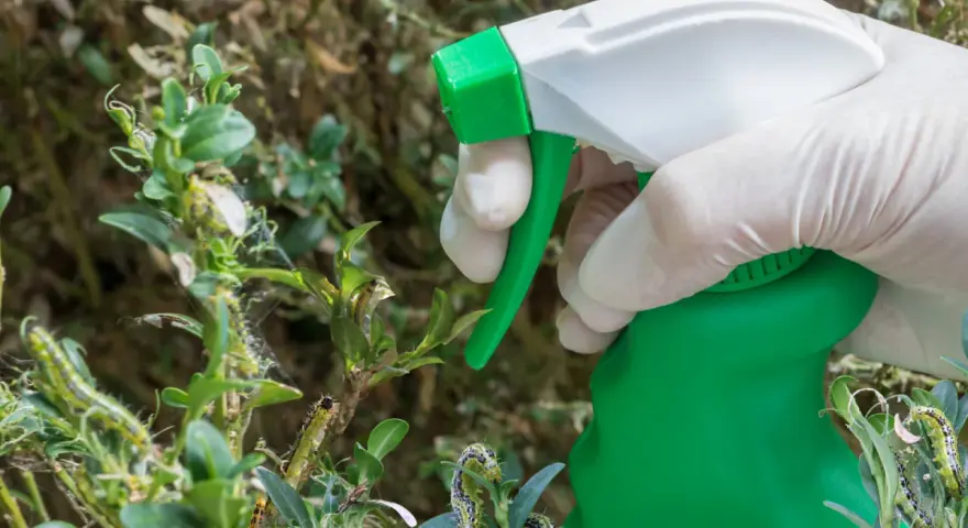 Ręka w rękawiczce trzyma opryskiwacz, przygotowując się do walki z ćmą bukszpanową. Gąsienice żerują na krzewie.