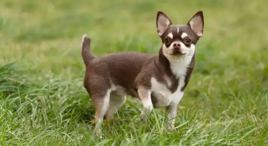 Mały, brązowo-biały piesek rasy chihuahua stoi na zielonej trawie, gotowy do zabawy.