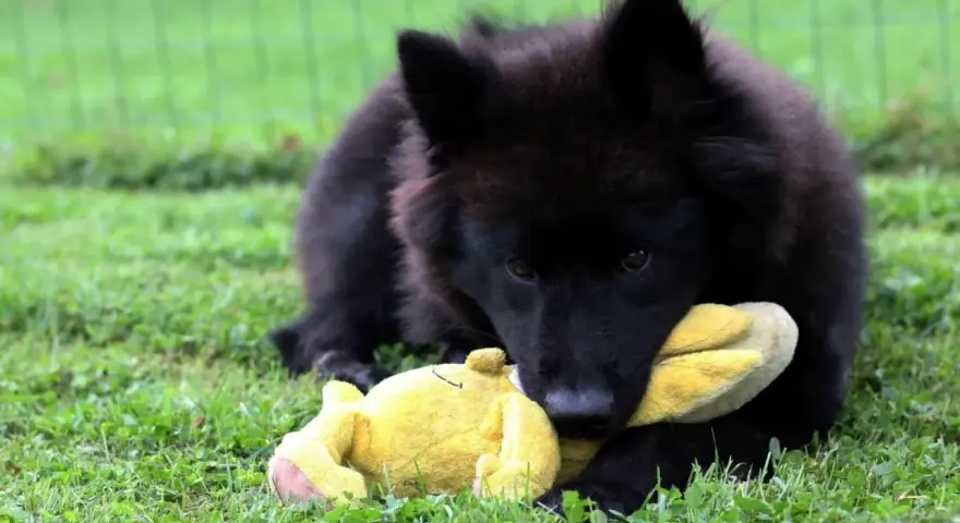 Czarny szczeniak rasy eurasier bawi się żółtą zabawką na trawie. Zastanawiasz się nad eurasier cena?