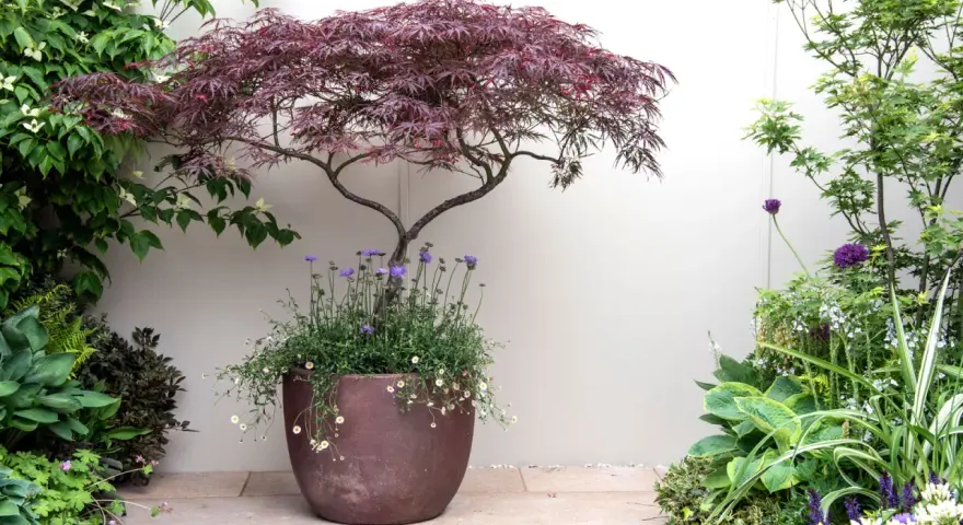 A striking Japanese maple in a pot, surrounded by lush greenery and delicate purple and white flowers, creates a serene garden scene.