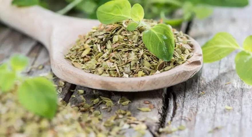 Getrockneter Oregano auf einem Holzlöffel, bereit zum Würzen. Frische Blätter daneben zeigen, wie man Oregano trocknen kann.