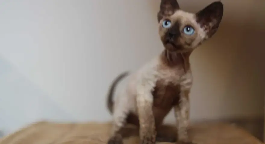 Gdzie znaleźć koty Devon Rex w Zachodniopomorskim - ceny i hodowle