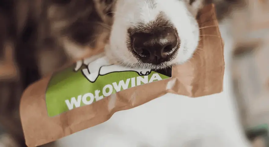 Sucha karma dla szczeniaka od kiedy - unikaj błędów w żywieniu