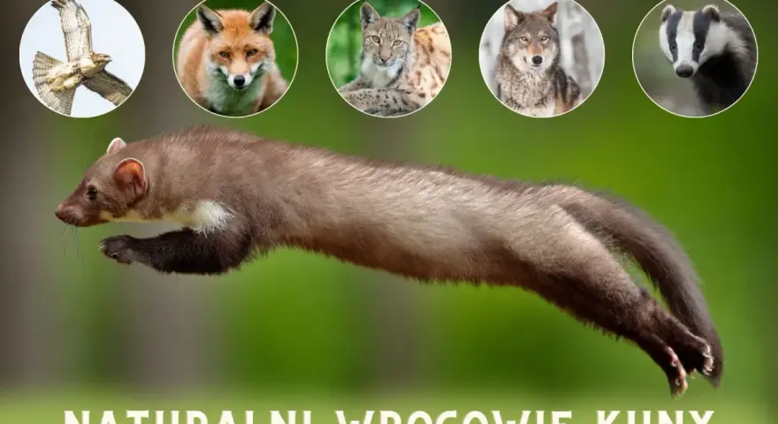 Skacząca kuna, a nad nią w okręgach: jastrząb, lis, ryś, wilk i borsuk – jej naturalni wrogowie.