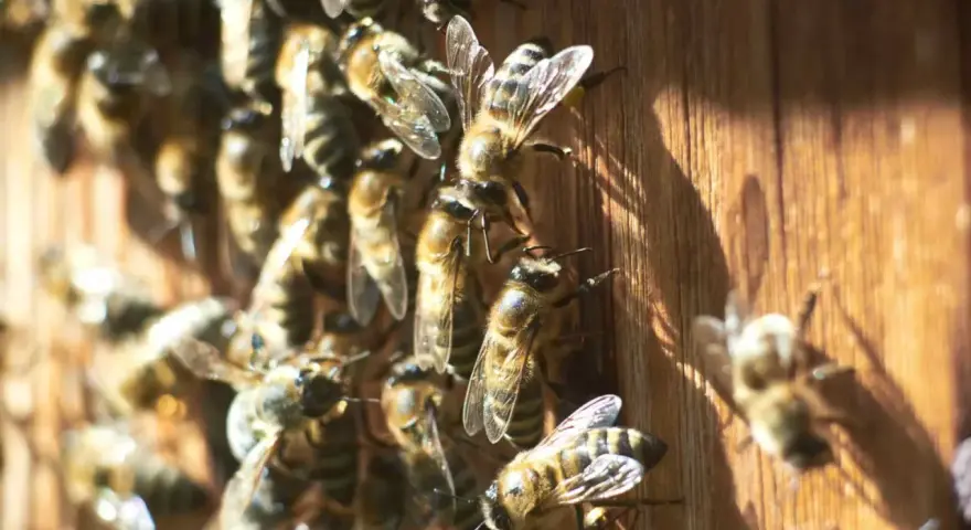 Abejas en madera. Aprende cómo evitar que las abejas hagan nido en tu hogar.