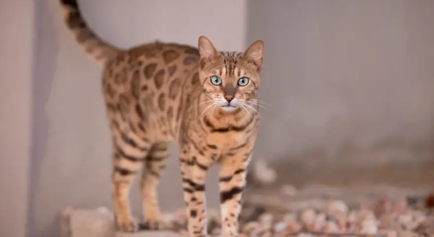 Piękny kot bengalski z zielonymi oczami, z pewnością warty swojej ceny.