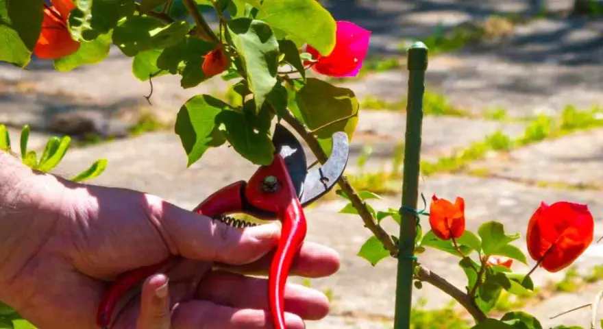 Mano con tijeras podando una buganvilla en verano, para mantenerla sana y floreciente.