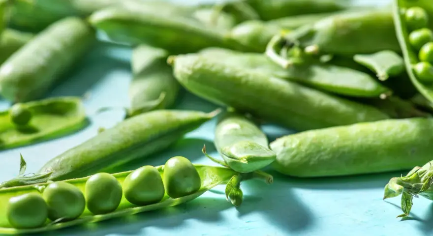 Frische Erbsen in Schoten liegen auf blauem Untergrund. Eine Schote ist geöffnet und zeigt die grünen Erbsen. Perfekt, um Edamame aus der Dose zuzubereiten.