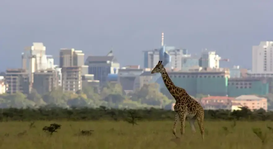 Żyrafa przemierza sawannę na tle nowoczesnej panoramy Nairobi, stolicy Kenii.