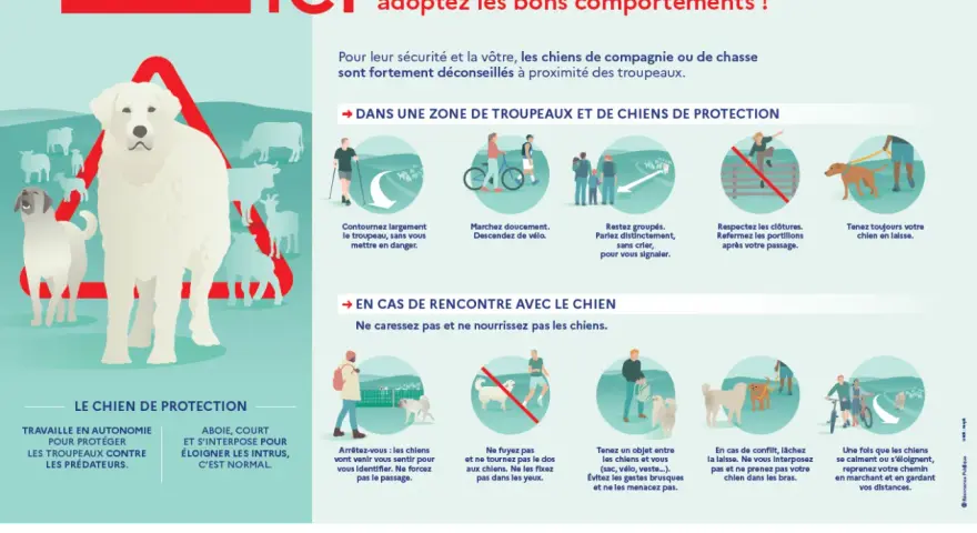 Attention : zone de chiens de protection. Un grand chien blanc veille sur un troupeau. Adoptez les bons comportements pour votre sécurité.