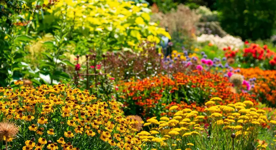 En blomstrande rabatt med gula solhattar och orangea blommor. Här ser man verkligen vad betyder perenn – växter som kommer tillbaka år efter år.