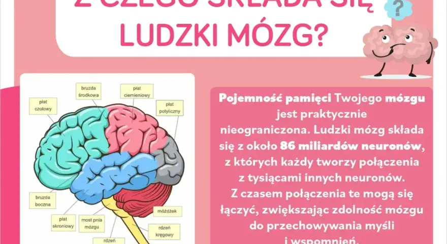 Ilustracja przedstawia schemat ludzkich części mózgu z etykietami, wyjaśniając jego budowę i pojemność pamięci.