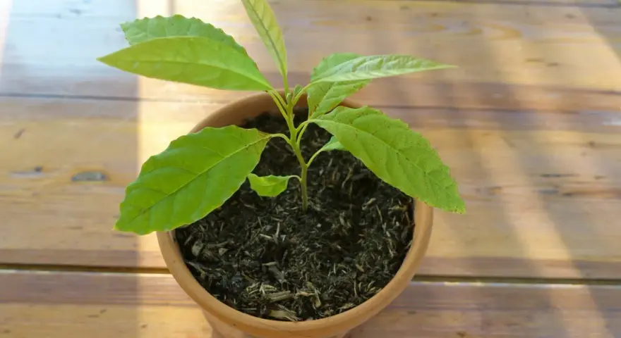 Jeune plant d'avocat tropical en pot, ses feuilles vertes brillent sous le soleil sur une table en bois.