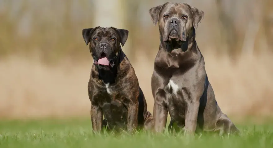 Dwa psy rasy Cane Corso siedzą na trawie. Ich usposobienie jest spokojne i czujne, gotowe do obrony.