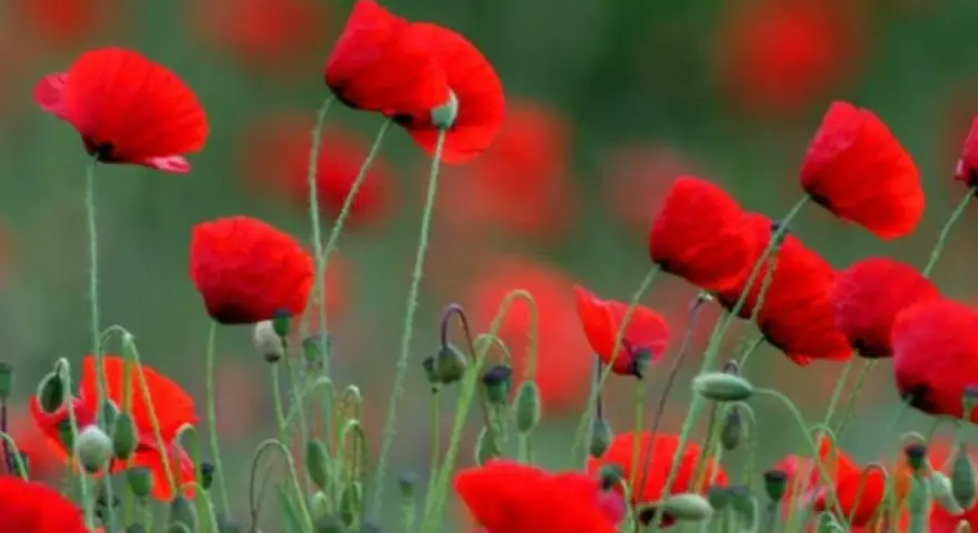 Campo de amapolas rojas vibrantes. La amapola, con su significado espiritual de renacimiento y esperanza, florece en un mar escarlata.