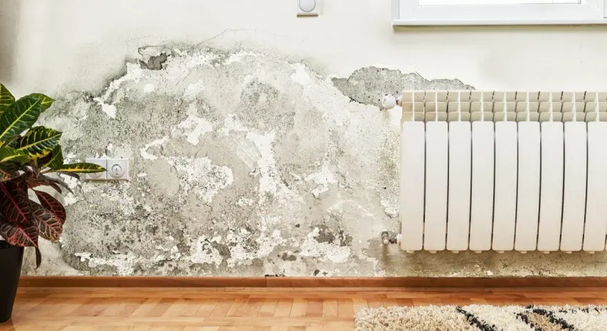 Détérioration d'un mur intérieur due à l'humidité, avec des traces de moisissure et de peinture écaillée. Une plante verte et un radiateur sont visibles.