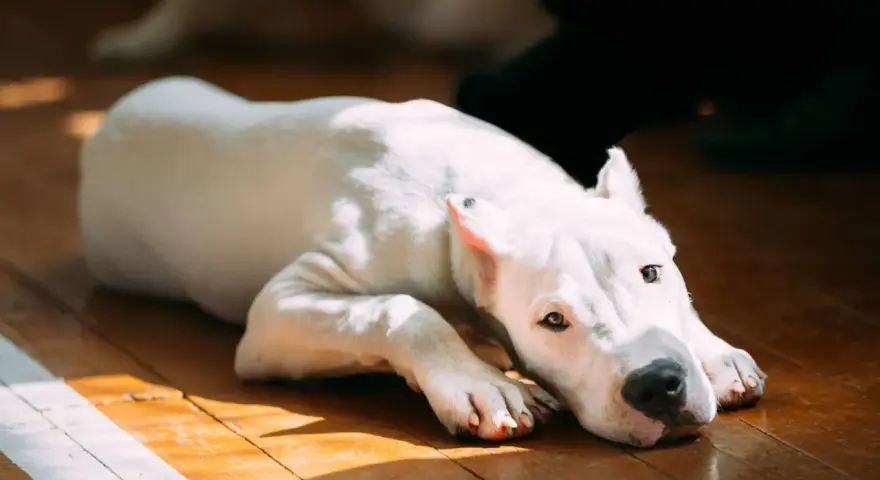 Chien blanc au regard triste, allongé sur un parquet. Il semble souffrir de gastro.