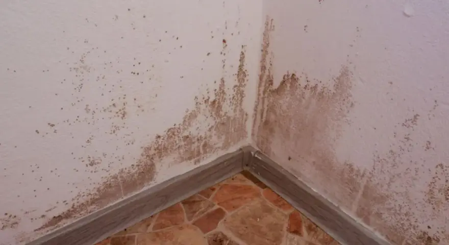 Esquina de pared con manchas de humedad y moho. Se necesita tapar rozas para solucionar el problema.