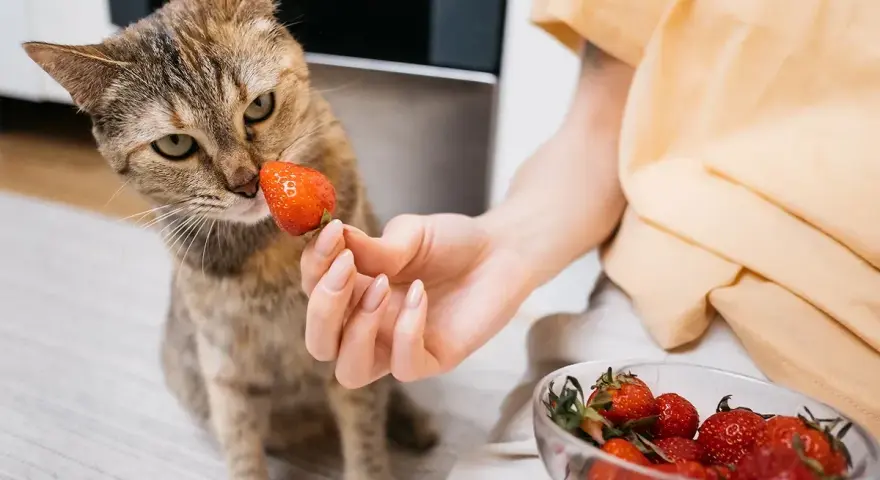 Kot wącha truskawkę podawaną przez rękę, obok miska z owocami.