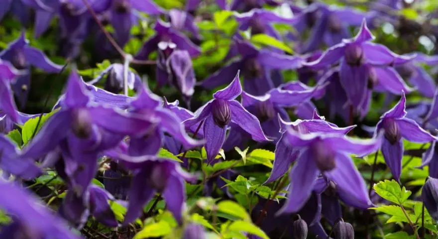 Nahaufnahme von violetten Clematisblüten, die auf einen Rückschnitt warten.