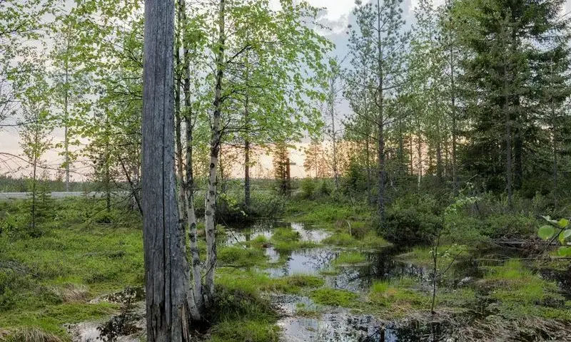 Lustrzanka cyfrowa: Jak wybrać idealny aparat do fotografii?