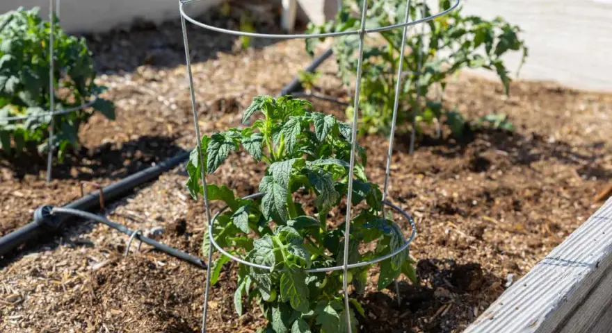 Learn how to use tomato cages to support young tomato plants in a raised garden bed. The cages provide structure as the plants grow.