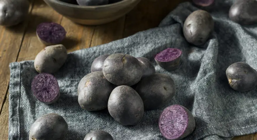 Ein Haufen blauer Schwede Kartoffeln, einige ganz, andere halbiert, liegen auf einem grauen Tuch.