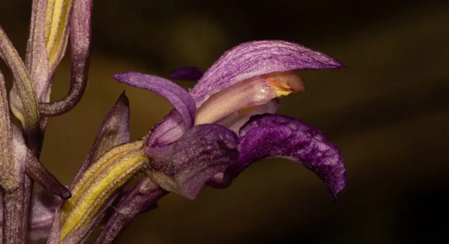 Detalle de una flor de virgo morada y amarilla, con pétalos delicados y texturizados, sobre un fondo oscuro.