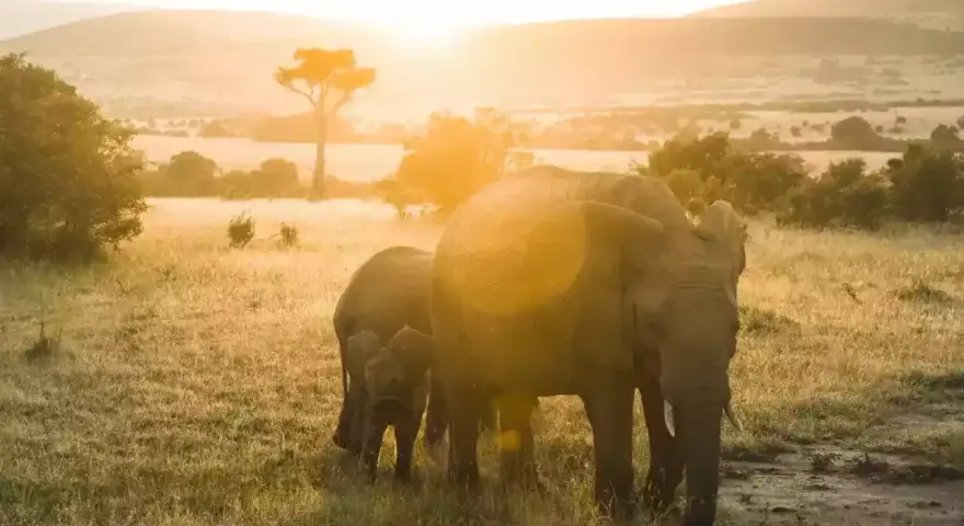 Słoń z młodym na tle zachodzącego słońca w Tanzanii. Ceny safari mogą być różne, ale widok jest bezcenny.
