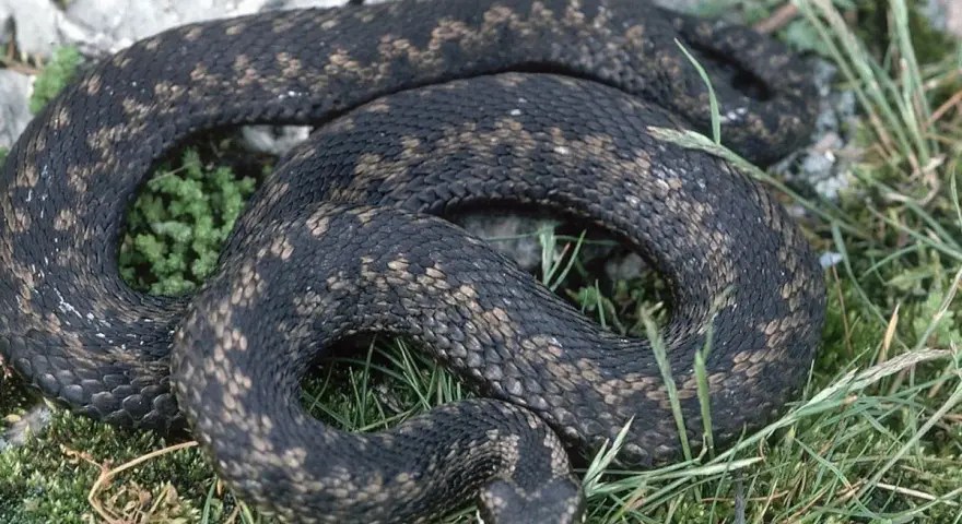 Ciemna żmija zygzakowata, gdzie występuje w naturalnym środowisku, wśród kamieni i zieleni.