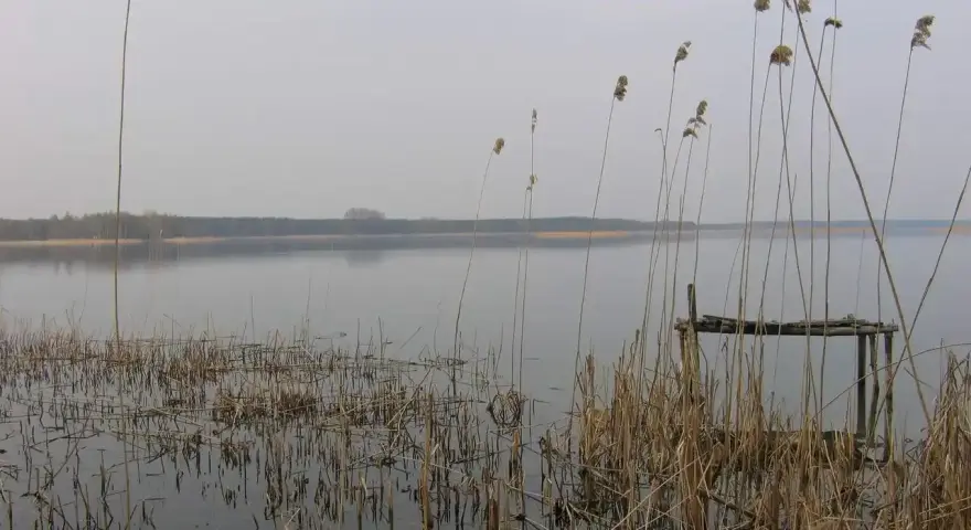 Spokojne jezioro Wierzbiczańskie otoczone trzcinami i lasem. Na pierwszym planie widoczny stary pomost.