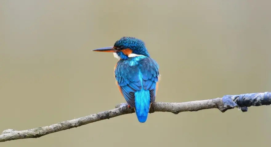 Un vibrante pájaro azul, un martín pescador, descansa en una rama en España. Sus plumas brillan con tonos de azul y naranja.