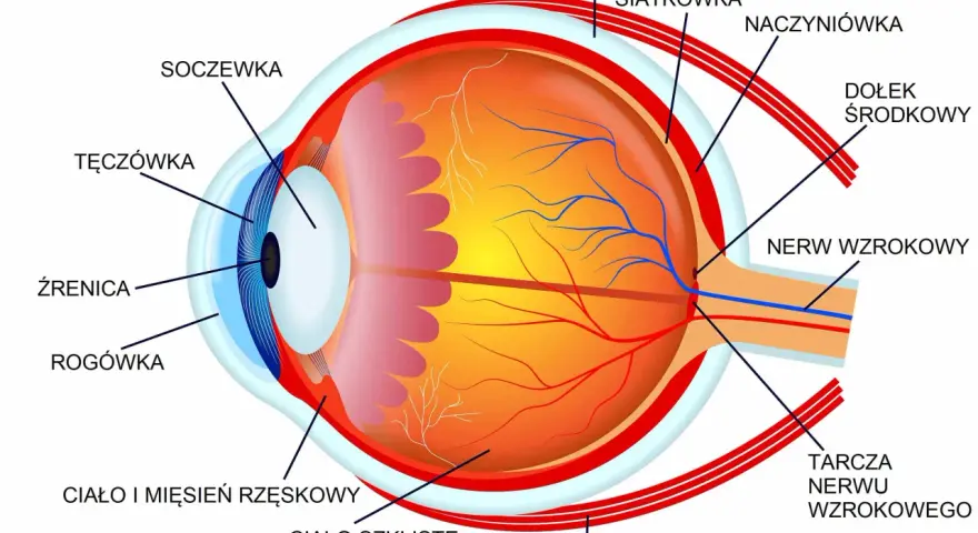 Schemat oka z zaznaczonymi elementami: soczewka, tęczówka, źrenica, rogówka, ciało szkliste, nerw wzrokowy. Pokazuje mechanizm akomodacji oka.