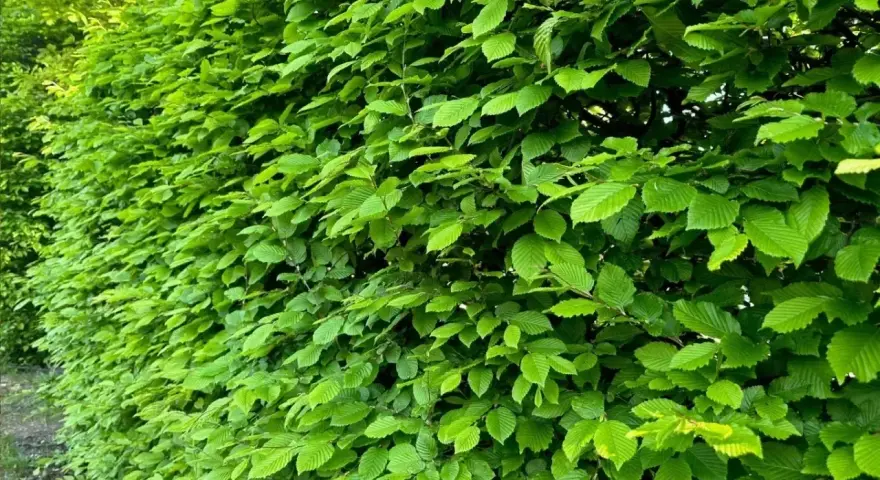 Gęsty, zielony żywopłot z grabu tworzy naturalną barierę, skrywając tajemnice ogrodu.
