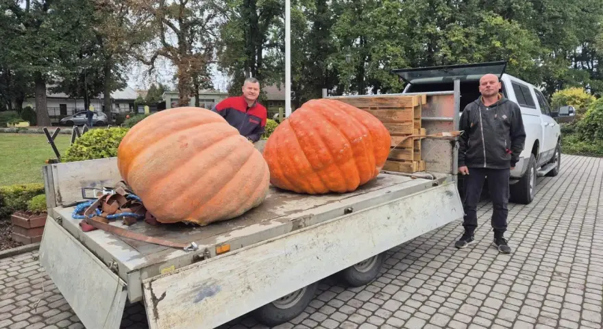Dwóch mężczyzn pozuje obok dwóch gigantycznych dyń olbrzymich na przyczepie.