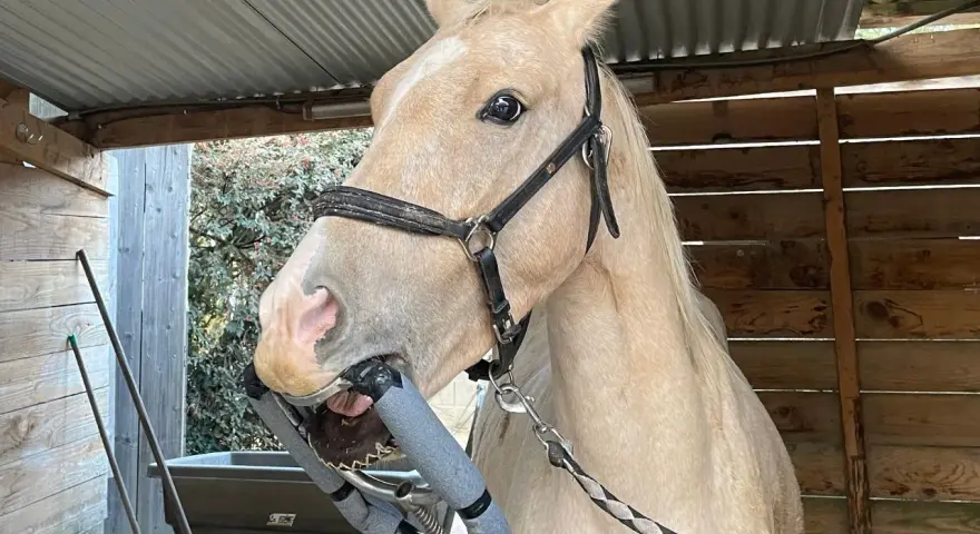 Un cheval à la robe claire, en plein examen dentaire. La question "dentiste cheval tous les combien" est essentielle pour son bien-être.