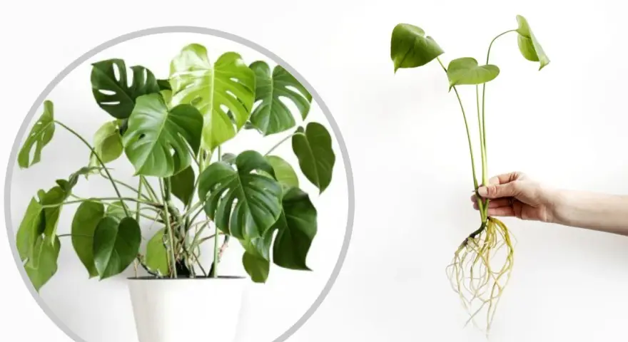 Monstera w doniczce i jej ukorzeniona sadzonka, gotowa do posadzenia. Dowiedz się, jak rozsadzić monsterę.