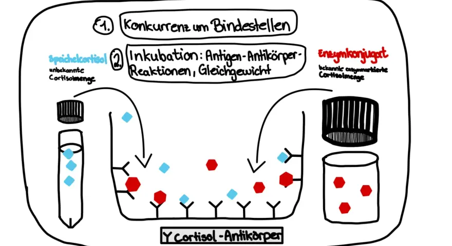 Elisa's ELISA-Test: Speichelcortisol konkurriert mit Enzymkonjugat um Antikörperbindung.
