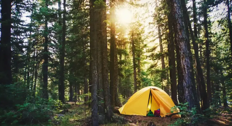 Gelbes Zelt im Wald, ein idyllischer Ort, der aber auch eine Strafe für Wildcampen bedeuten kann.
