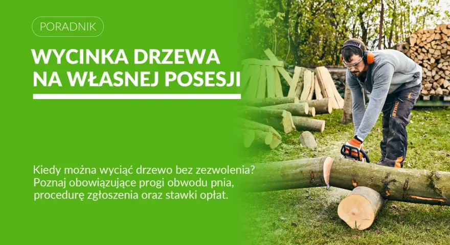 Mężczyzna z piłą łańcuchową ścina drzewo. Dowiedz się, jakie drzewa można wyciąć bez zezwolenia na własnej posesji.