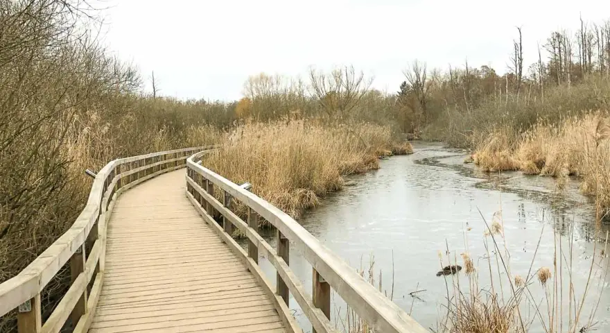 Holzsteg führt durch Schilf am gefrorenen Fluss. Perfekt für eine ruhige Wanderung in Berlin.