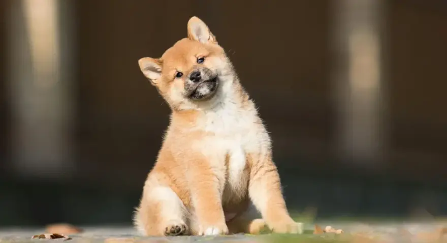 Urocze szczenię rasy shiba inu z hodowli, z zaciekawieniem przechyla główkę.