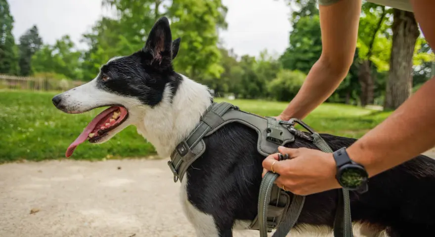 Un chien noir et blanc, la langue pendante, porte un harnais vert olive. Une personne ajuste la laisse. Quel harnais pour chien est parfait pour cette promenade !